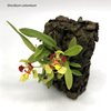 Oncidium coloratum (2)